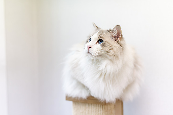 포토 JPG 동물 한마리 휴식 실내 사람없음 일상 앞모습 반려동물 귀여움 고양이 동물라이프 반려 캣타워 반려묘 랙돌 국내포토 반려용품 1 라이프스타일 뷰포인트 컨셉 포유류 내부 라이프 오브젝트 파일형식