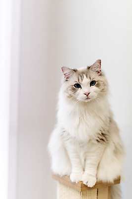 포토 JPG 동물 한마리 휴식 실내 사람없음 일상 앞모습 반려동물 귀여움 고양이 동물라이프 반려 캣타워 반려묘 랙돌 국내포토 반려용품 1 라이프스타일 뷰포인트 컨셉 포유류 내부 라이프 오브젝트 파일형식