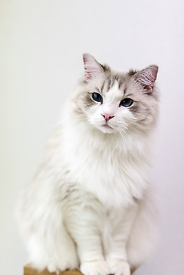 포토 JPG 동물 한마리 휴식 실내 사람없음 일상 앞모습 반려동물 귀여움 고양이 동물라이프 반려 캣타워 반려묘 랙돌 국내포토 반려용품 1 라이프스타일 뷰포인트 컨셉 포유류 내부 라이프 오브젝트 파일형식