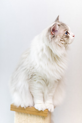 포토 JPG 동물 한마리 응시 휴식 실내 사람없음 일상 옆모습 반려동물 귀여움 고양이 동물라이프 반려 캣타워 반려묘 랙돌 국내포토 반려용품 1 라이프스타일 시선 뷰포인트 컨셉 포유류 내부 라이프 오브젝트 파일형식