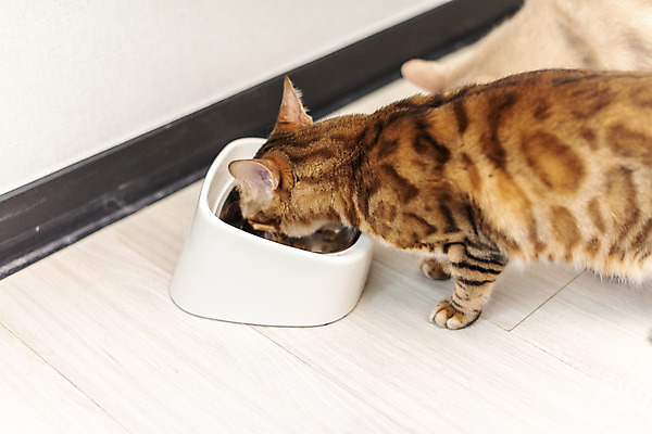 포토 JPG 동물 두마리 실내 사람없음 일상 옆모습 반려동물 귀여움 식사 고양이 밥그릇 동물라이프 반려 반려묘 아비시니안 뱅갈 국내포토 라이프스타일 그릇 뷰포인트 컨셉 2 포유류 내부 라이프 파일형식