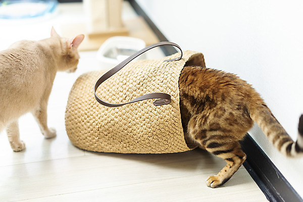 포토 JPG 동물 두마리 가방 장난 실내 사람없음 일상 옆모습 반려동물 바구니 귀여움 고양이 동물라이프 반려 반려묘 아비시니안 뱅갈 국내포토 라이프스타일 잡화 뷰포인트 컨셉 2 포유류 내부 라이프 파일형식