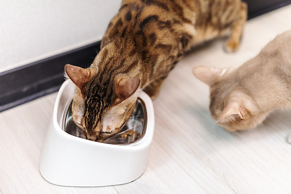 포토 JPG 동물 두마리 실내 사람없음 일상 앞모습 반려동물 귀여움 식사 고양이 밥그릇 동물라이프 반려 반려묘 아비시니안 뱅갈 국내포토 라이프스타일 그릇 뷰포인트 컨셉 2 포유류 내부 라이프 파일형식