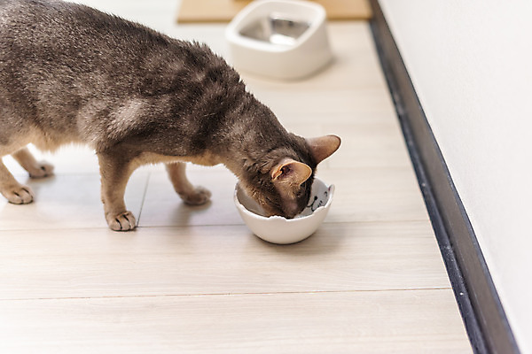 포토 JPG 동물 한마리 실내 사람없음 일상 옆모습 반려동물 귀여움 식사 고양이 밥그릇 동물라이프 반려 반려묘 아비시니안 뱅갈 국내포토 1 라이프스타일 그릇 뷰포인트 컨셉 포유류 내부 라이프 파일형식