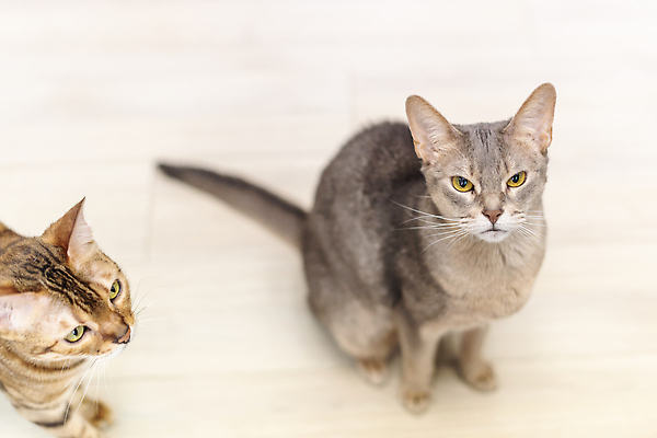 포토 JPG 동물 두마리 실내 사람없음 일상 앞모습 반려동물 귀여움 고양이 올려보기 동물라이프 반려 반려묘 아비시니안 뱅갈 국내포토 라이프스타일 뷰포인트 컨셉 2 포유류 모션 내부 라이프 파일형식