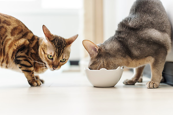 포토 JPG 동물 두마리 실내 사람없음 일상 옆모습 반려동물 귀여움 식사 고양이 먹이 밥그릇 동물라이프 반려 반려묘 아비시니안 뱅갈 국내포토 라이프스타일 그릇 뷰포인트 컨셉 2 포유류 내부 라이프 파일형식