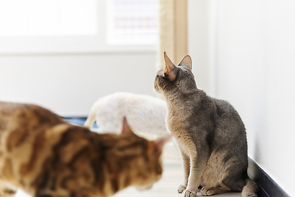 포토 JPG 동물 응시 실내 세마리 사람없음 일상 옆모습 반려동물 귀여움 고양이 동물라이프 반려 반려묘 아비시니안 뱅갈 국내포토 라이프스타일 시선 뷰포인트 컨셉 포유류 3 내부 라이프 파일형식