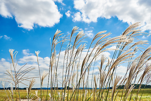 포토 JPG 주간 구름 여행 자연 하늘 한국 갈대 풍경 사람없음 야외 가을 억새 국내여행 화성시 우음도 국내포토 자연요소 식물 계절 아시아 섬 생태계 경기도 화성_경기도 파일형식