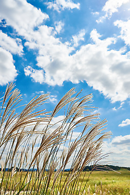 포토 JPG 주간 구름 여행 자연 하늘 한국 갈대 풍경 사람없음 야외 가을 억새 국내여행 화성시 우음도 국내포토 자연요소 식물 계절 아시아 섬 생태계 경기도 화성_경기도 파일형식