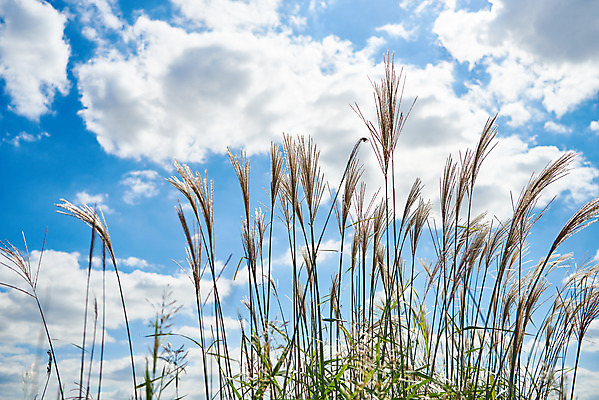 포토 JPG 주간 구름 여행 자연 하늘 한국 갈대 풍경 사람없음 야외 가을 억새 국내여행 화성시 우음도 국내포토 자연요소 식물 계절 아시아 섬 생태계 경기도 화성_경기도 파일형식
