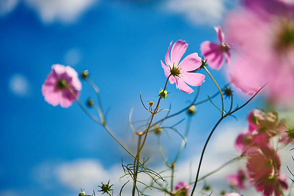 포토 JPG 주간 구름 꽃 여행 자연 하늘 한국 풍경 근접촬영 사람없음 야외 아웃포커스 가을 코스모스 국내여행 화성시 우음도 국내포토 자연요소 식물 계절 아시아 뷰포인트 섬 촬영기법 생태계 경기도 화성_경기도 파일형식