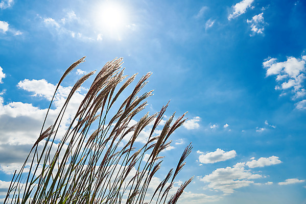 포토 JPG 주간 구름 여행 자연 하늘 한국 갈대 풍경 사람없음 야외 햇빛 태양 가을 억새 국내여행 화성시 우음도 국내포토 자연요소 식물 계절 아시아 섬 생태계 경기도 화성_경기도 파일형식