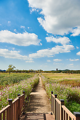 포토 JPG 주간 구름 꽃 여행 자연 하늘 한국 풍경 사람없음 야외 가을 코스모스 국내여행 시흥 갯골생태공원 국내포토 자연요소 식물 계절 아시아 생태계 경기도 파일형식