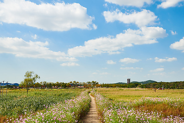 포토 JPG 주간 구름 꽃 여행 자연 하늘 한국 풍경 사람없음 야외 가을 코스모스 국내여행 시흥 갯골생태공원 국내포토 자연요소 식물 계절 아시아 생태계 경기도 파일형식