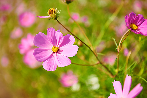 포토 JPG 주간 구름 꽃 여행 자연 하늘 한국 풍경 근접촬영 사람없음 야외 아웃포커스 가을 코스모스 국내여행 시흥 갯골생태공원 국내포토 자연요소 식물 계절 아시아 뷰포인트 촬영기법 생태계 경기도 파일형식