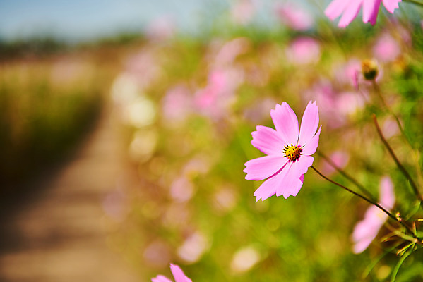 포토 JPG 주간 구름 꽃 여행 자연 하늘 한국 풍경 근접촬영 사람없음 야외 아웃포커스 가을 코스모스 국내여행 시흥 갯골생태공원 국내포토 자연요소 식물 계절 아시아 뷰포인트 촬영기법 생태계 경기도 파일형식