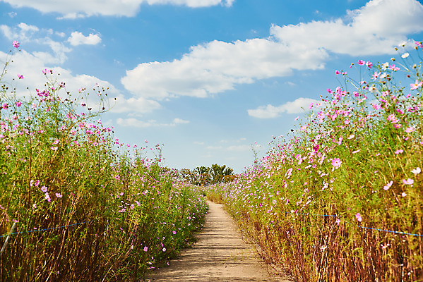 포토 JPG 주간 구름 꽃 여행 자연 하늘 한국 풍경 사람없음 야외 가을 코스모스 국내여행 시흥 갯골생태공원 국내포토 자연요소 식물 계절 아시아 생태계 경기도 파일형식