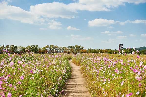포토 JPG 주간 구름 꽃 여행 자연 하늘 한국 풍경 사람없음 야외 가을 코스모스 국내여행 시흥 갯골생태공원 국내포토 자연요소 식물 계절 아시아 생태계 경기도 파일형식