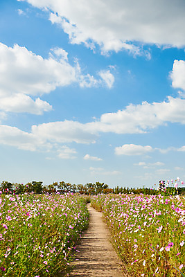포토 JPG 주간 구름 꽃 여행 자연 하늘 한국 풍경 사람없음 야외 가을 코스모스 국내여행 시흥 갯골생태공원 국내포토 자연요소 식물 계절 아시아 생태계 경기도 파일형식