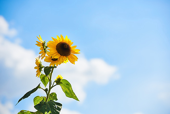 포토 JPG 주간 구름 꽃 여행 자연 하늘 해바라기 한국 풍경 사람없음 야외 가을 국내여행 시흥 갯골생태공원 국내포토 자연요소 식물 계절 아시아 생태계 경기도 파일형식
