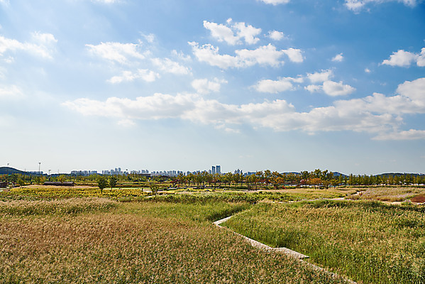 포토 JPG 주간 구름 여행 자연 하늘 한국 풍경 초원 사람없음 야외 가을 국내여행 시흥 갯골생태공원 국내포토 자연요소 계절 아시아 생태계 경기도 파일형식