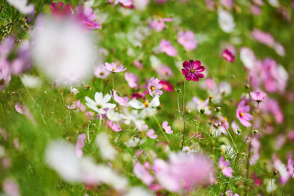 포토 JPG 주간 구름 꽃 여행 자연 하늘 한국 풍경 사람없음 야외 아웃포커스 가을 코스모스 국내여행 시흥 갯골생태공원 국내포토 자연요소 식물 계절 아시아 촬영기법 생태계 경기도 파일형식