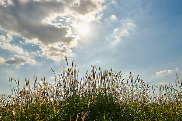포토 JPG 주간 구름 여행 자연 하늘 한국 갈대 풍경 사람없음 야외 가을 억새 국내여행 시흥 갯골생태공원 국내포토 자연요소 식물 계절 아시아 생태계 경기도 파일형식