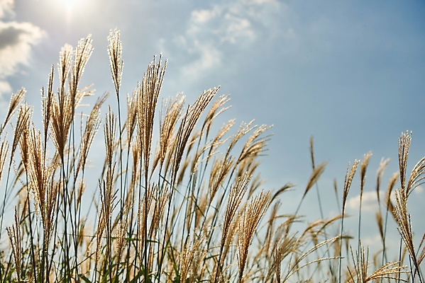 포토 JPG 주간 구름 여행 자연 하늘 한국 갈대 풍경 사람없음 야외 가을 억새 국내여행 시흥 갯골생태공원 국내포토 자연요소 식물 계절 아시아 생태계 경기도 파일형식