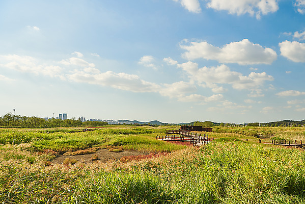 포토 JPG 주간 구름 여행 자연 하늘 한국 풍경 초원 사람없음 야외 가을 국내여행 시흥 갯골생태공원 국내포토 자연요소 계절 아시아 생태계 경기도 파일형식