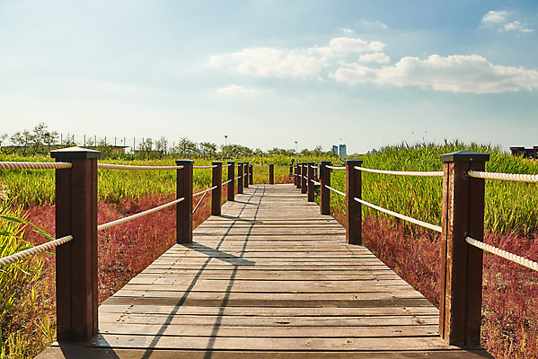 포토 JPG 주간 구름 길 여행 자연 하늘 한국 풍경 초원 사람없음 야외 가을 국내여행 시흥 갯골생태공원 국내포토 자연요소 계절 아시아 생태계 경기도 파일형식