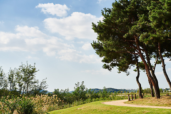 포토 JPG 주간 나무 구름 여행 자연 하늘 한국 풍경 사람없음 야외 가을 국내여행 시흥 갯골생태공원 국내포토 자연요소 식물 계절 아시아 생태계 경기도 파일형식