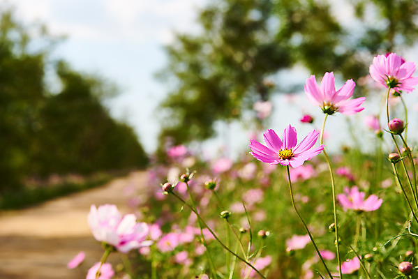 포토 JPG 주간 구름 꽃 여행 자연 하늘 한국 풍경 근접촬영 사람없음 야외 가을 코스모스 국내여행 시흥 갯골생태공원 국내포토 자연요소 식물 계절 아시아 뷰포인트 생태계 경기도 파일형식