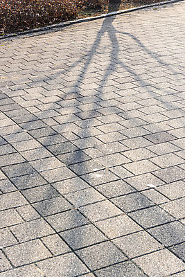 포토 JPG 주간 나무 길 백그라운드 자연 바닥 그림자 사람없음 야외 햇빛 나뭇가지 도보 오후 국내포토 자연요소 식물 태양 생태계 파일형식