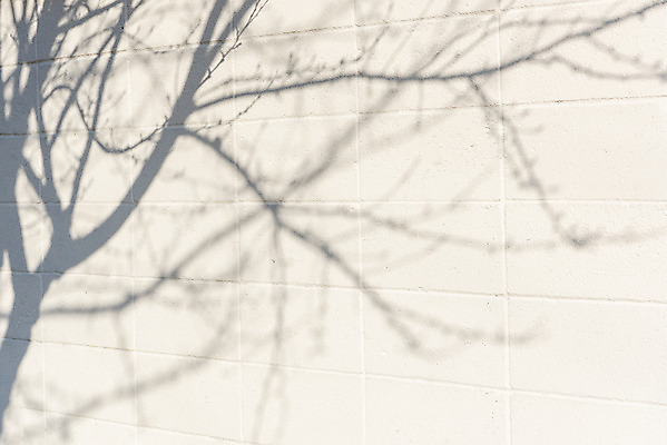 포토 JPG 주간 나무 백그라운드 바닥 그림자 사람없음 야외 햇빛 나뭇가지 오후 국내포토 자연요소 식물 태양 파일형식