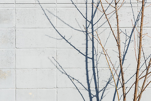 포토 JPG 주간 나무 백그라운드 바닥 그림자 사람없음 야외 햇빛 나뭇가지 오후 국내포토 자연요소 식물 태양 파일형식