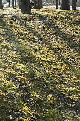 포토 JPG 주간 나무 백그라운드 바닥 그림자 잔디 사람없음 야외 햇빛 오후 국내포토 자연요소 식물 태양 파일형식