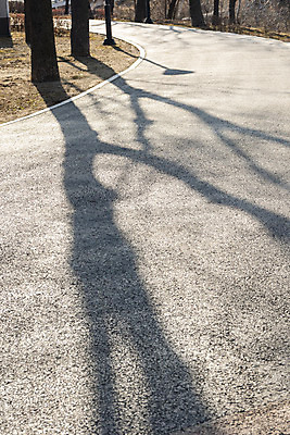 포토 JPG 주간 나무 백그라운드 바닥 그림자 사람없음 야외 햇빛 나뭇가지 오후 국내포토 자연요소 식물 태양 파일형식