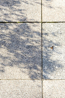 포토 JPG 주간 나무 백그라운드 바닥 그림자 사람없음 야외 햇빛 나뭇가지 오후 국내포토 자연요소 식물 태양 파일형식