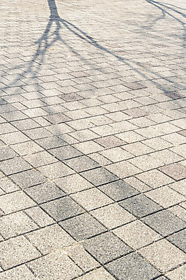 포토 JPG 주간 나무 백그라운드 바닥 그림자 사람없음 야외 햇빛 나뭇가지 오후 국내포토 자연요소 식물 태양 파일형식