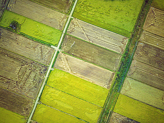 포토 JPG 주간 여행 한국 논 풍경 사람없음 야외 하이앵글 수확 벼 가을 경기도 항공촬영 국내여행 전경 국내포토 여주시 자연요소 계절 아시아 뷰포인트 농업 곡류 파일형식 탑뷰