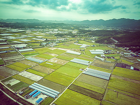 포토 JPG 주간 여행 한국 논 풍경 사람없음 야외 하이앵글 수확 벼 가을 경기도 항공촬영 국내여행 전경 국내포토 여주시 자연요소 계절 아시아 뷰포인트 농업 곡류 파일형식 탑뷰