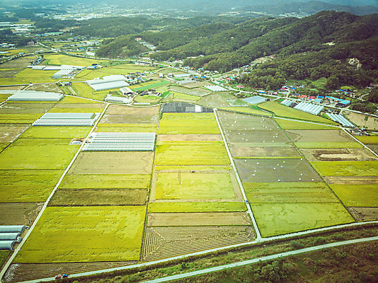포토 JPG 주간 여행 한국 논 풍경 사람없음 야외 하이앵글 수확 벼 가을 경기도 항공촬영 국내여행 전경 국내포토 여주시 자연요소 계절 아시아 뷰포인트 농업 곡류 파일형식 탑뷰