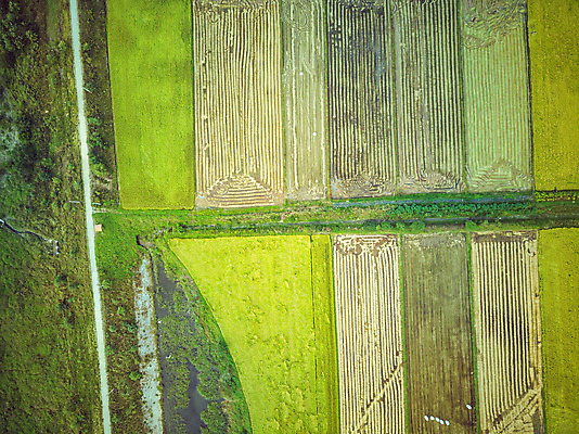 포토 JPG 주간 여행 한국 논 풍경 사람없음 야외 하이앵글 수확 벼 가을 경기도 항공촬영 국내여행 전경 국내포토 여주시 자연요소 계절 아시아 뷰포인트 농업 곡류 파일형식 탑뷰