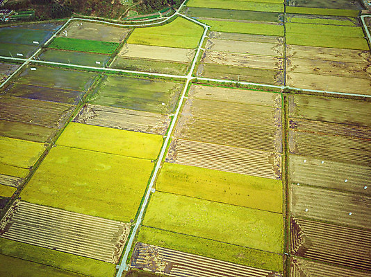 포토 JPG 주간 여행 한국 논 풍경 사람없음 야외 하이앵글 수확 벼 가을 경기도 항공촬영 국내여행 전경 국내포토 여주시 자연요소 계절 아시아 뷰포인트 농업 곡류 파일형식 탑뷰