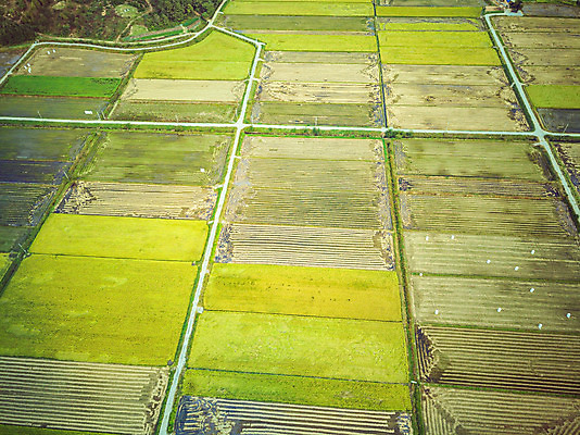 포토 JPG 주간 여행 한국 논 풍경 사람없음 야외 하이앵글 수확 벼 가을 경기도 항공촬영 국내여행 전경 국내포토 여주시 자연요소 계절 아시아 뷰포인트 농업 곡류 파일형식 탑뷰