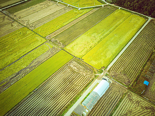 포토 JPG 주간 여행 한국 논 풍경 사람없음 야외 하이앵글 수확 벼 가을 경기도 항공촬영 국내여행 전경 국내포토 여주시 자연요소 계절 아시아 뷰포인트 농업 곡류 파일형식 탑뷰