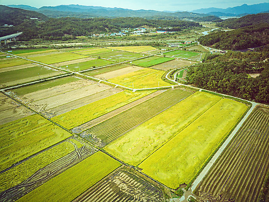 포토 JPG 주간 여행 한국 논 풍경 사람없음 야외 하이앵글 수확 벼 가을 경기도 항공촬영 국내여행 전경 국내포토 여주시 자연요소 계절 아시아 뷰포인트 농업 곡류 파일형식 탑뷰