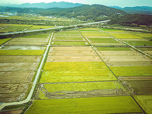 포토 JPG 주간 여행 한국 논 풍경 사람없음 야외 하이앵글 수확 벼 가을 경기도 항공촬영 국내여행 전경 국내포토 여주시 자연요소 계절 아시아 뷰포인트 농업 곡류 파일형식 탑뷰
