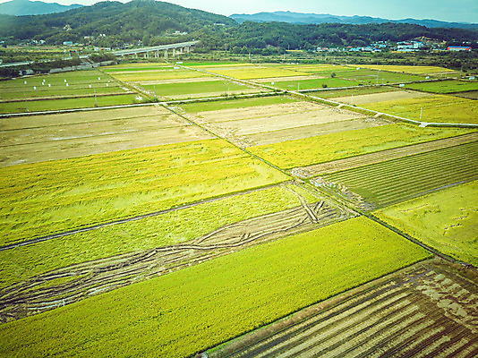 포토 JPG 주간 여행 한국 논 풍경 사람없음 야외 하이앵글 수확 벼 가을 경기도 항공촬영 국내여행 전경 국내포토 여주시 자연요소 계절 아시아 뷰포인트 농업 곡류 파일형식 탑뷰