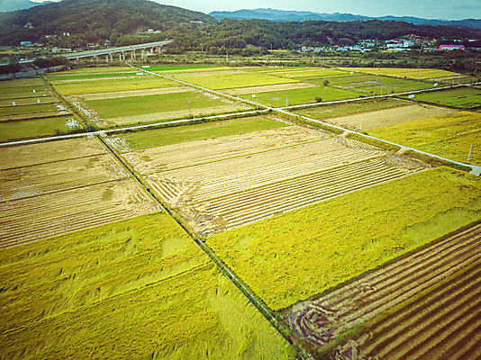 포토 JPG 주간 여행 한국 논 풍경 사람없음 야외 하이앵글 수확 벼 가을 경기도 항공촬영 국내여행 전경 국내포토 여주시 자연요소 계절 아시아 뷰포인트 농업 곡류 파일형식 탑뷰